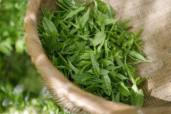 初心者向け！観葉植物10選と育て方のコツ