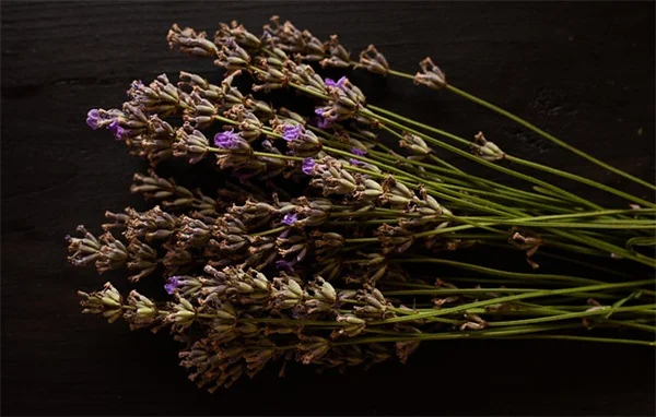 花の種類で蜂蜜の味が変わるって知ってた？