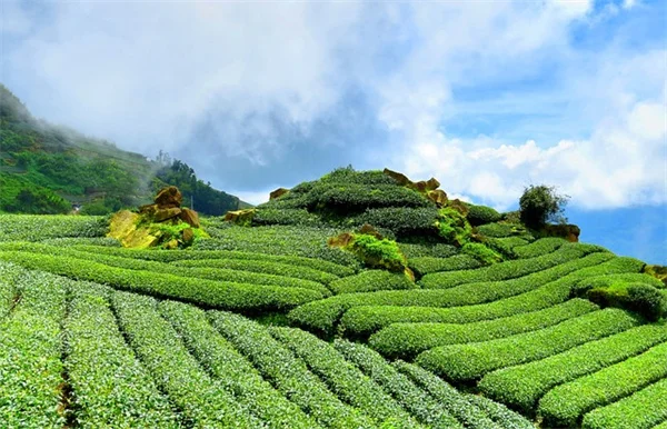 私のおすすめ多年生ツル植物6選｜小さい庭に立体感と花を簡単追加