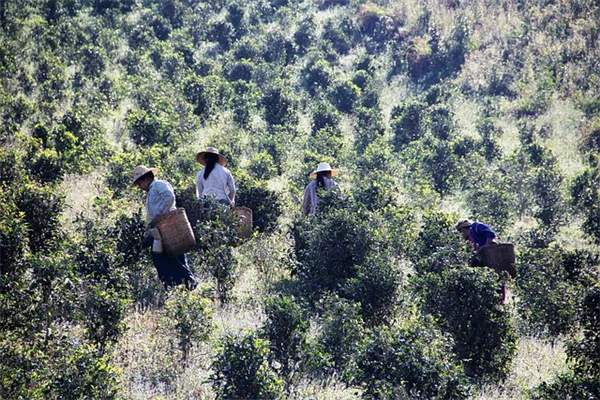 秋の前庭の植物おすすめ7選｜外観の魅力を劇的に向上させるコツ