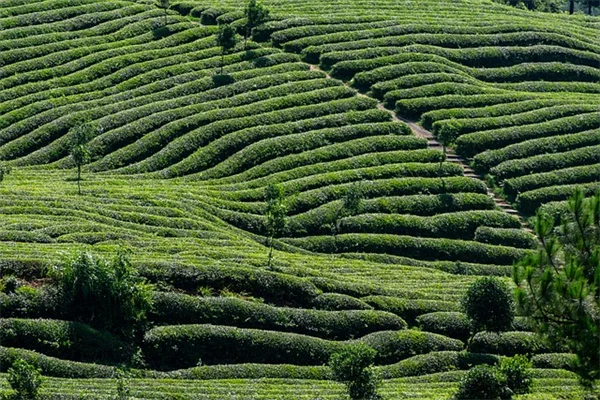 秋の前庭の植物おすすめ7選｜外観の魅力を劇的に向上させるコツ