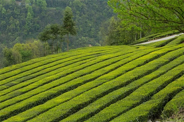 庭師推薦！高維護植物の価値ある品種とは？