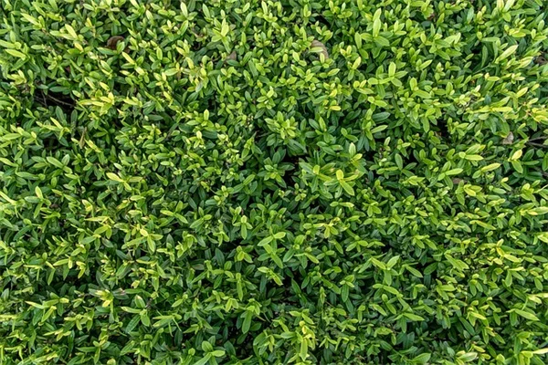 秋の2つのミスが来年の紫陽花の花を台無しにする