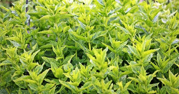 感恩节に贈る植物ギフト選びのコツ10選